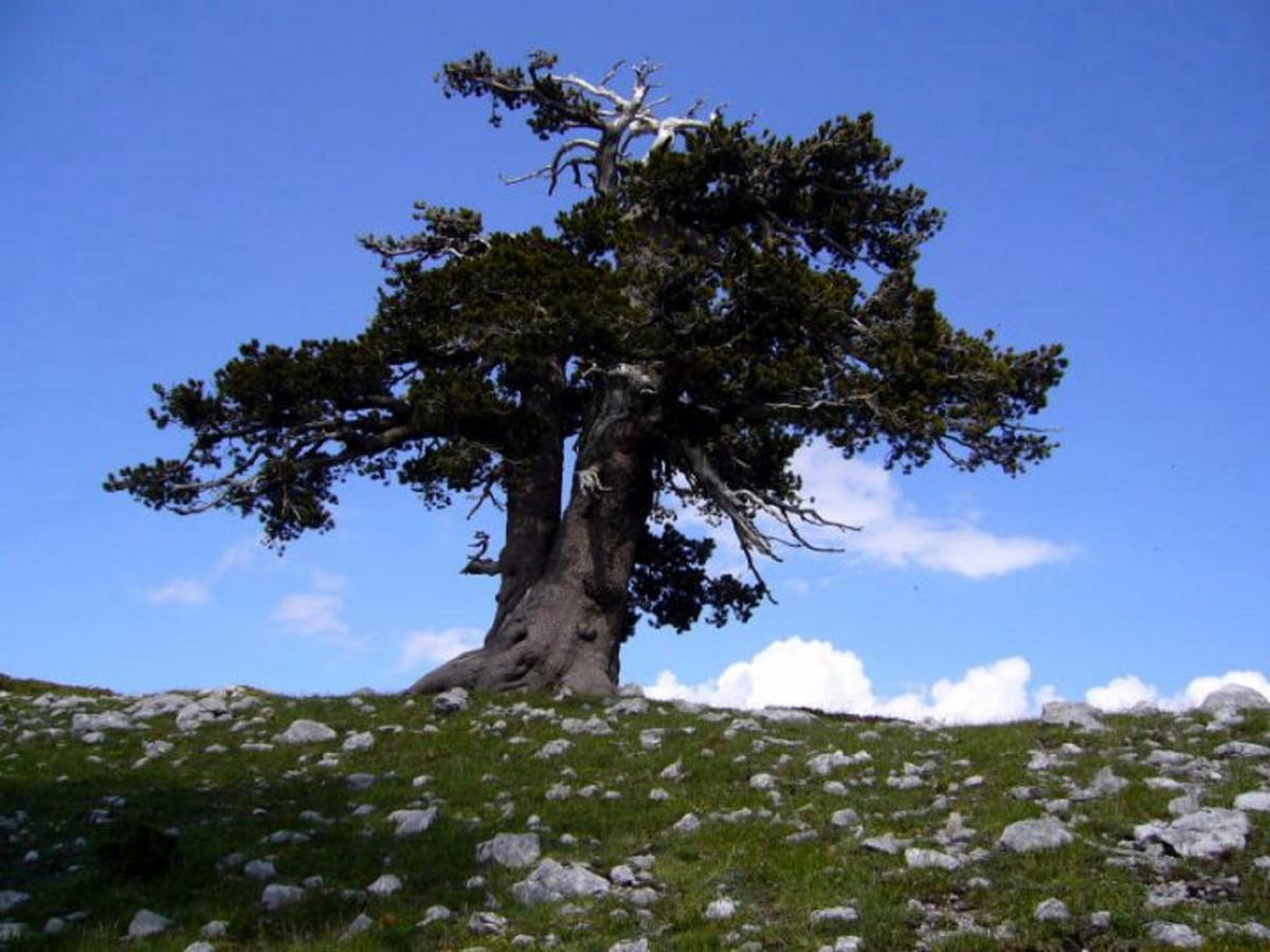 B&B Sole Del Pollino Rotonda Dış mekan fotoğraf